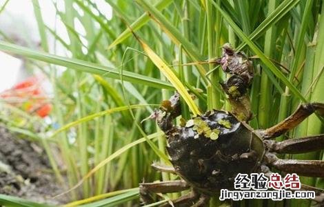 稻田养蟹注意事项 养稻田蟹该注意什么