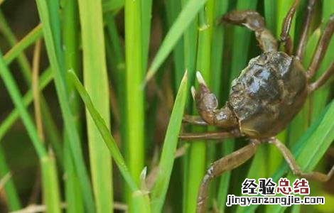 稻田养蟹注意事项 养稻田蟹该注意什么