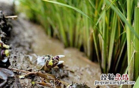 稻田养蟹注意事项 养稻田蟹该注意什么
