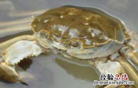 螃蟹高产养殖注意事项 螃蟹高产养殖注意事项视频