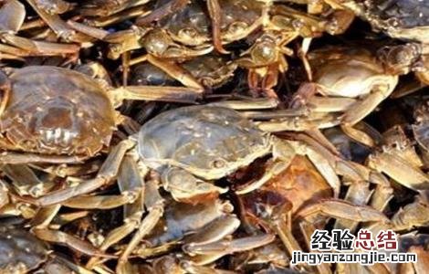 螃蟹高产养殖注意事项 螃蟹高产养殖注意事项视频
