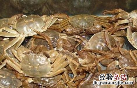 螃蟹高产养殖注意事项 螃蟹高产养殖注意事项视频