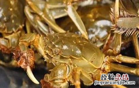螃蟹高产养殖注意事项 螃蟹高产养殖注意事项视频