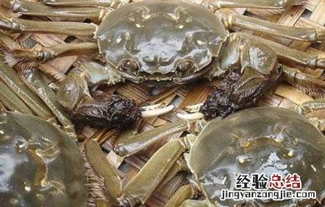 河蟹养殖的几大误区是什么 河蟹养殖的几大误区