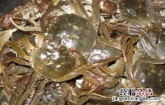 河蟹养殖的几大误区是什么 河蟹养殖的几大误区