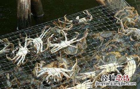 河蟹养殖的几大误区是什么 河蟹养殖的几大误区