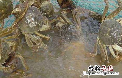 河蟹养殖的几大误区是什么 河蟹养殖的几大误区