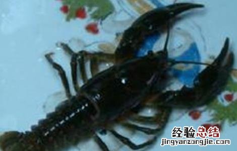 螃蟹一般怎么养殖 螃蟹养殖注意那几点