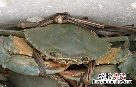 青蟹生长周期多久 青蟹养殖周期多长时间