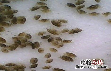 青蟹生长周期多久 青蟹养殖周期多长时间