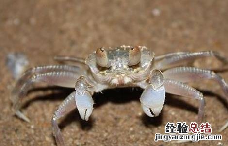青蟹生长周期多久 青蟹养殖周期多长时间