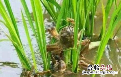 螃蟹与虾混养技术 螃蟹对虾混养