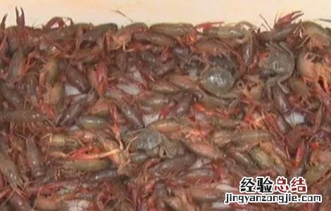 螃蟹与虾混养技术 螃蟹对虾混养