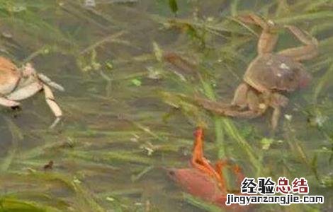 螃蟹与虾混养技术 螃蟹对虾混养