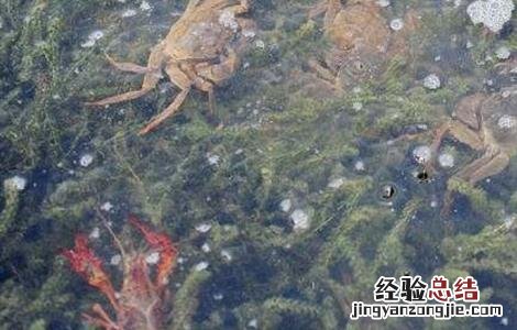 螃蟹与虾混养技术 螃蟹对虾混养