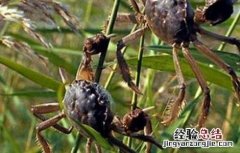 螃蟹与虾混养技术 螃蟹对虾混养