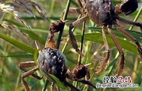 螃蟹与虾混养技术 螃蟹对虾混养