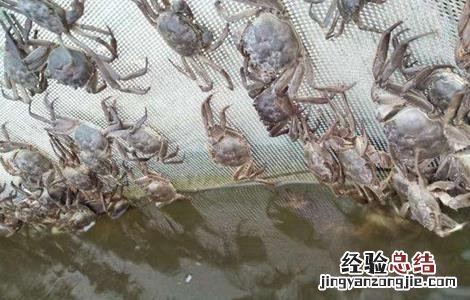 如何提高螃蟹的产量呢 如何提高螃蟹的产量