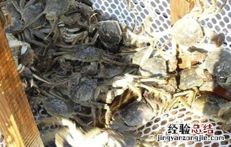 如何提高螃蟹的产量呢 如何提高螃蟹的产量