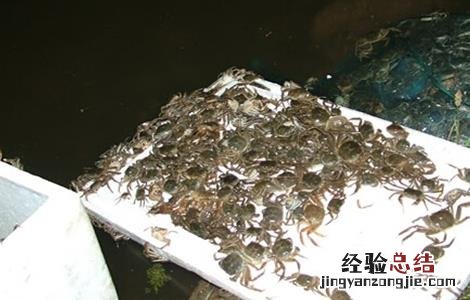 蟹苗运输注意事项 蟹苗运输注意事项图片
