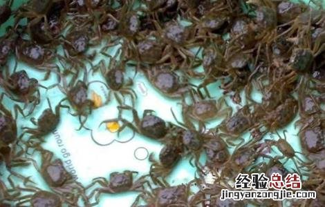 蟹苗运输注意事项 蟹苗运输注意事项图片