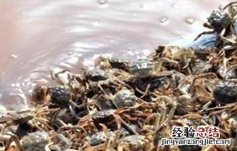 蟹苗运输注意事项 蟹苗运输注意事项图片