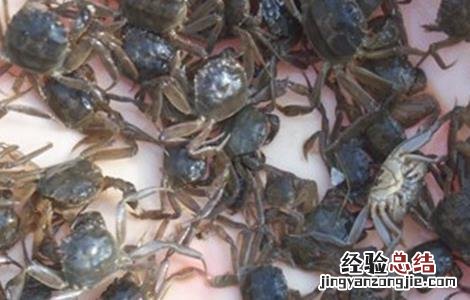 蟹苗运输注意事项 蟹苗运输注意事项图片