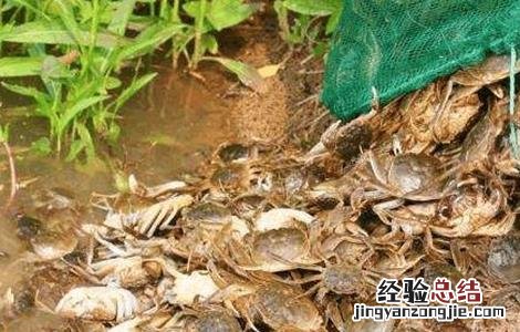 螃蟹养殖四大要点 螃蟹养殖四大要点是什么