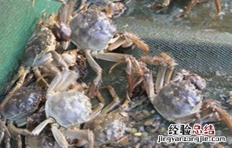 螃蟹养殖四大要点 螃蟹养殖四大要点是什么