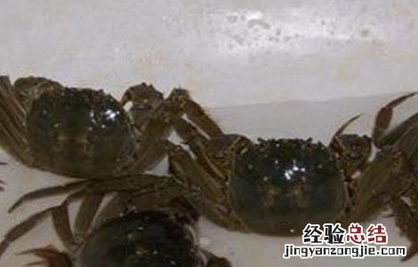河蟹的养殖方法以及条件 夏季养殖河蟹注意事项