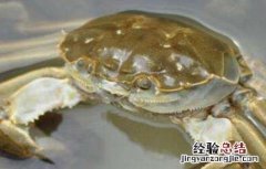 河蟹的养殖方法以及条件 夏季养殖河蟹注意事项
