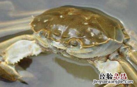 河蟹的养殖方法以及条件 夏季养殖河蟹注意事项