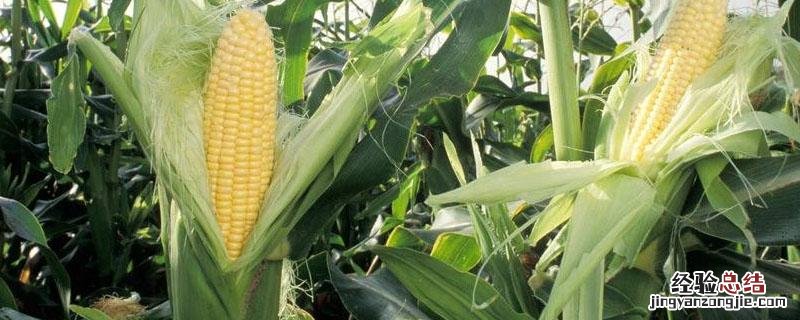 士惠628玉米种特征产量 士惠628玉米种介绍