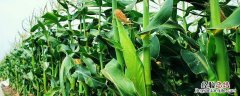 秋乐618玉米品种介绍株距多少行距多少 秋乐618玉米品种介绍