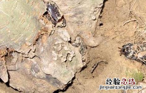 养殖螃蟹常见问题及解答 养殖螃蟹常见问题