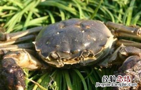 养殖螃蟹常见问题及解答 养殖螃蟹常见问题