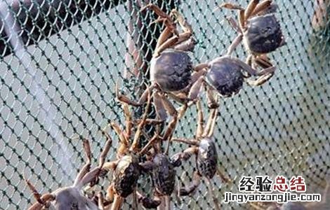 养殖螃蟹常见问题及解答 养殖螃蟹常见问题