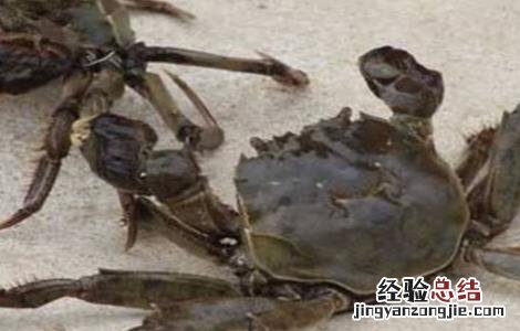 螃蟹的养殖技术要点 螃蟹的养殖技术要点有哪些