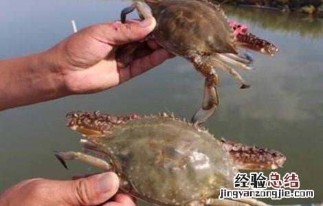 螃蟹的养殖技术要点 螃蟹的养殖技术要点有哪些