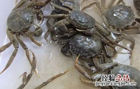 河蟹缺氧该怎么办视频 河蟹缺氧该怎么办
