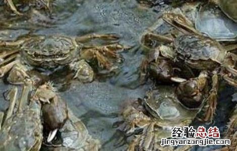 河蟹缺氧该怎么办视频 河蟹缺氧该怎么办