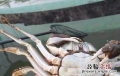 适合养殖的大闸蟹品种有哪些 适合养殖的大闸蟹品种