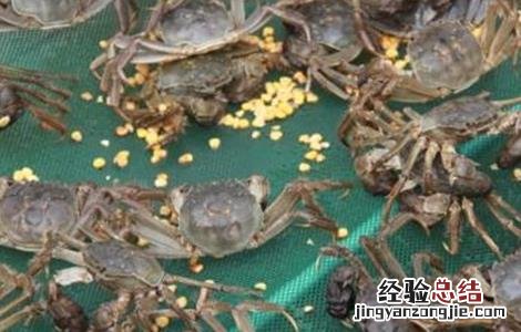 适合养殖的大闸蟹品种有哪些 适合养殖的大闸蟹品种
