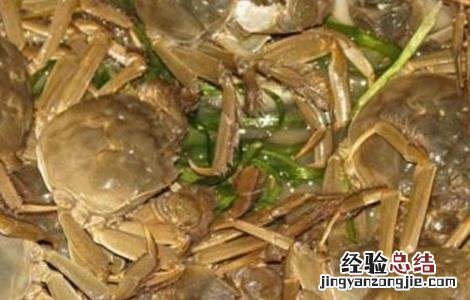 适合养殖的大闸蟹品种有哪些 适合养殖的大闸蟹品种