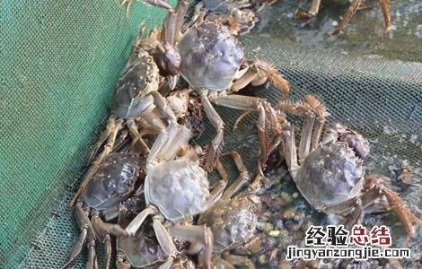 大闸蟹怎么养殖 大闸蟹养殖的方法