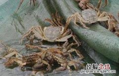 大闸蟹怎么养殖 大闸蟹养殖的方法