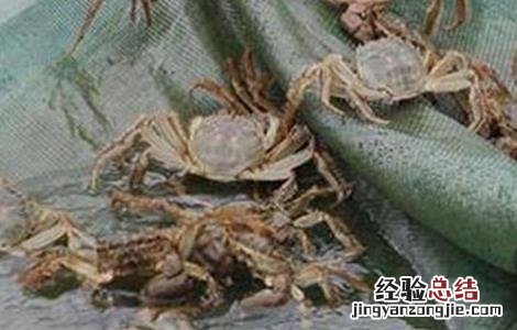 大闸蟹怎么养殖 大闸蟹养殖的方法