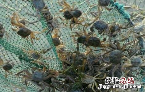 大闸蟹怎么养殖 大闸蟹养殖的方法