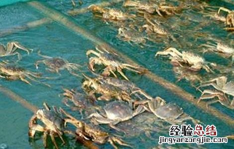 大闸蟹怎么养殖 大闸蟹养殖的方法