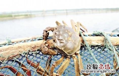 大闸蟹怎么养殖 大闸蟹养殖的方法